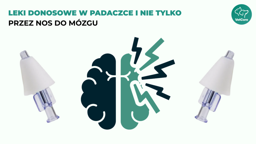Podawanie midazolamu donosowo u psa za pomocą atomizera